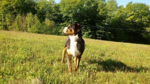 Siedlisko pod dębem Kalnik