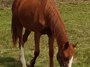 Gîte familial sur ferme équestre près de Montluçon - FR-1-489-431