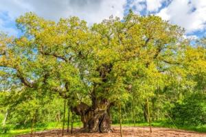 Apartment 13, Plants Yard