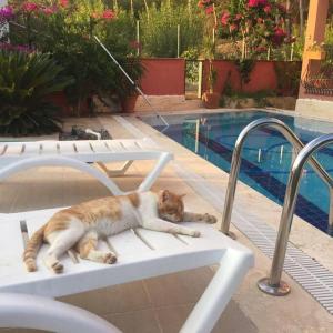 ormanın içinde geniş havuzlu triplex villa