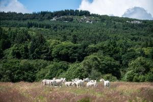 Ballyknocken Milking Parlour Self Catering Apartment