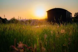 Gooseberry Shepherds Hut - Stockton on Teme