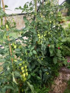 LErbetta fra le Cinque Terre e la Val di Vara