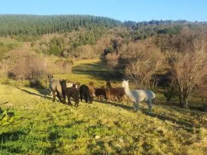 Gîte de France Des alpagas 2 épis - Gîte de France 6 personnes MAE-9784 - Le Lonzac