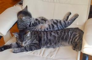 Zimmer m. Doppelbett, Zustellbett f. 3. Pers. mgl.