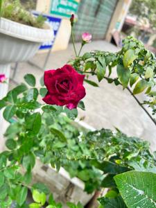 Nhà nghỉ Phúc Anh - Bắc Kạn