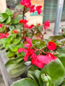 Nhà nghỉ Phúc Anh - Bắc Kạn