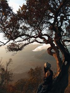 Bromo Holiday Guest House