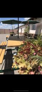 Готель Клен