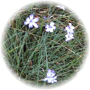 Maisons de vacances La Farigoule 68 person rental with shared pool nature and calm : photos des chambres