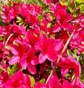 Spacious Retreat w Hot Tub. Perfect for Families