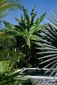 Casa MexiBali, Suite Mexi