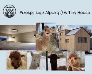 Prześpij się z Alpaką w Tiny House