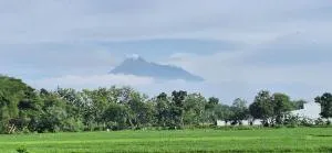 OEMAH SAWAH - Potrojayan