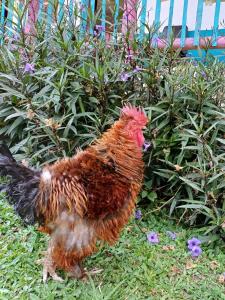 Alojamiento Rural Finca El Rubí - Eje Cafetero