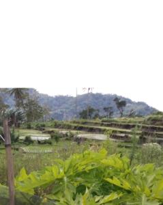 Mushtinal Guest House