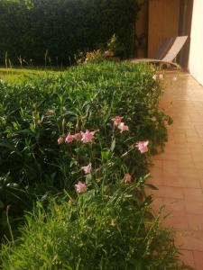 Lac dAnnecy T2 grand jardin