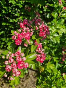 Apartmani Tina - Srebrno jezero