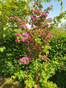 Apartmani Tina - Srebrno jezero