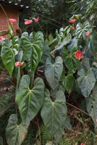 Sapiens house"la Gallita de roca"