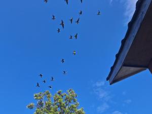 Cabañas Bosquemar 1