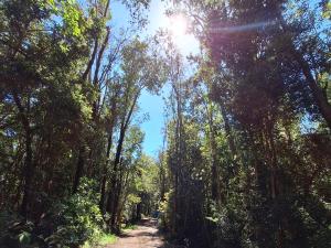 Cabañas Bosquemar 1