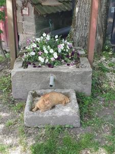 Lana Salta Alpakas - Gemütliche Gästezimmer auf dem Bauernhof