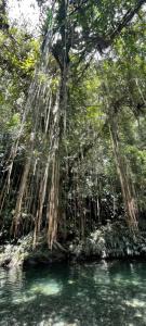 Cabaña Eco-Río CristalinoHamacasFogata