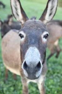 Agriturismo Grabbia - Grumo