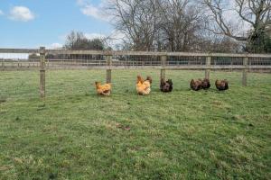 Chickens, great walks & local pubs, Games Room and Free Parking