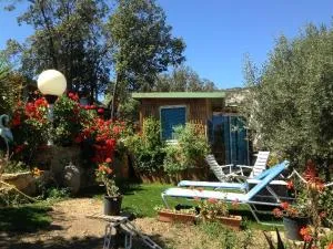 L'oiseau BLEU à CALVI - كالفي