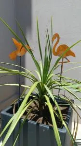 Rancho Blanco - Tapso