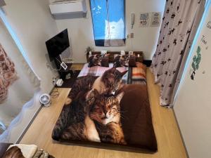 Tokyo Shibuya Shinjyuku Cat House !