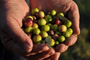 Istrian Embrace, KIŽIN House - Cozy apartments