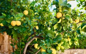 Villa Azzurromare - Cornino Custonaci