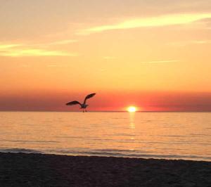 Küstenwald - Ferienwohnung Seeigel