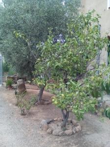 B&B Il Vigneto img27