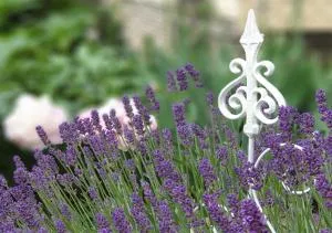 Rohonci Vendégház - Lochenhaus