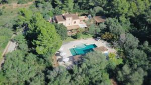 Pine tree Finca Espiga