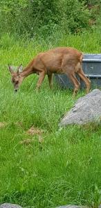 Chalets Chalet Mauselaine : photos des chambres