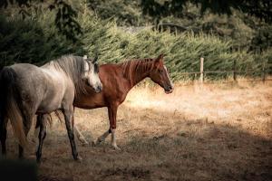 B&B / Chambres d'hotes Le Ranch Amadeus : photos des chambres