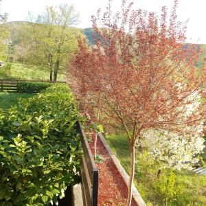 Luksuzni Apartmani Mitić-Lavanda