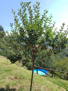 La casa del girasole