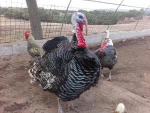 Agriturismo Pentuma img40