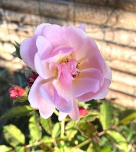 Peace And Quiet In Idyllic Original Cottage