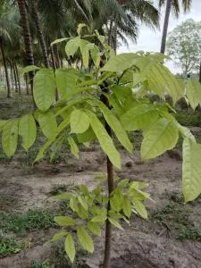 Royal Grande Farm Stay - 丁迪古尔