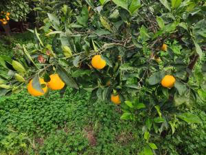 lAraucaria casa vacanze