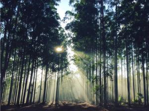 Balingup TimberTop Cottages