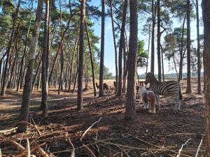 Ruim Chalet, midden in het bos!