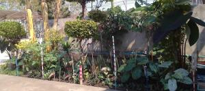 Peamsuk Sweet Prachin Buri